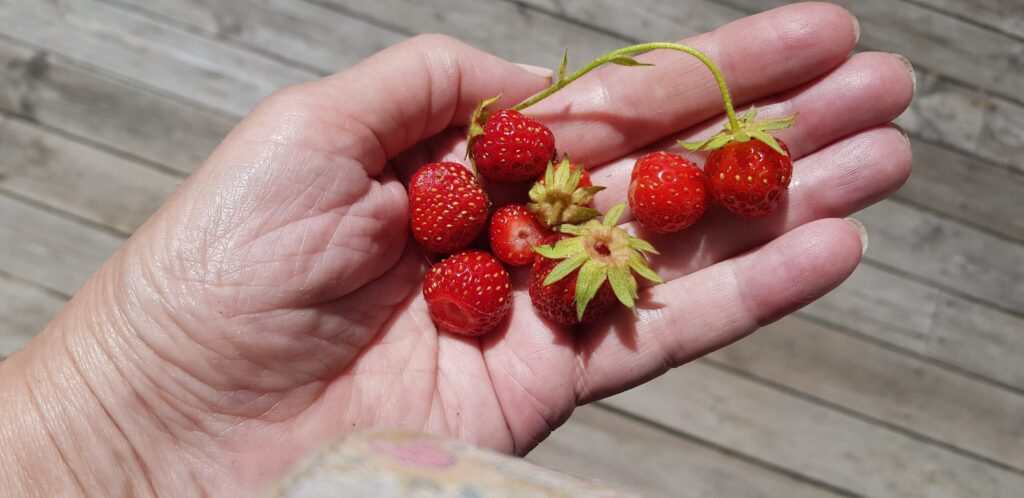 My strawberries